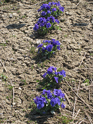 pansy unmulched